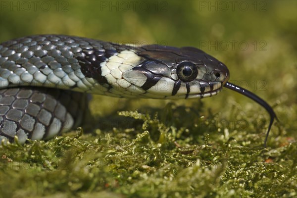 Young grass snake