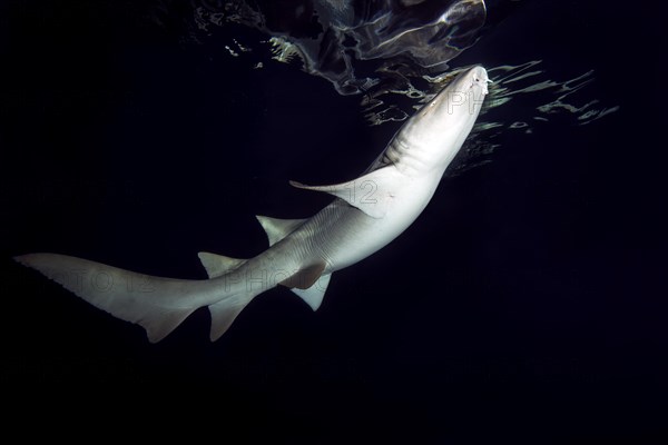 Tawny nurse shark