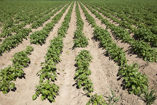 Potato field