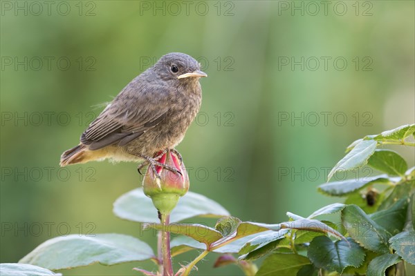 Black redstart