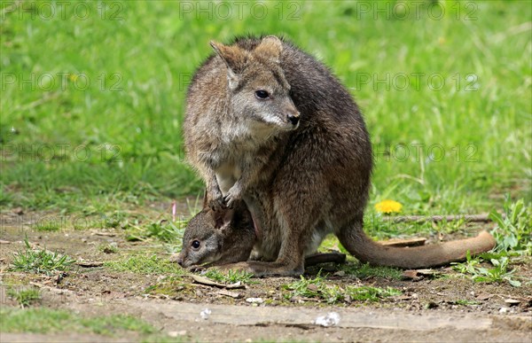 Parma wallaby