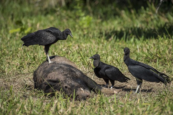 Black Vultures