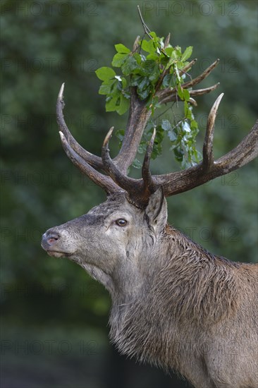 Red deer