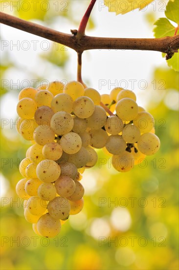 Riesling grapes