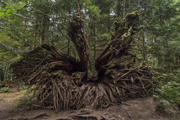 Cathedral Grove