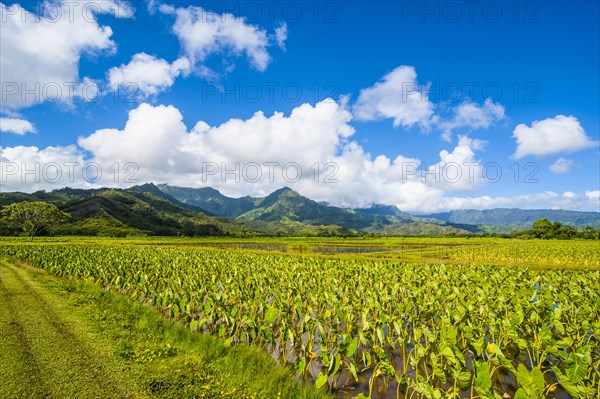 Taro fields near Hanalei on the island of Kauai