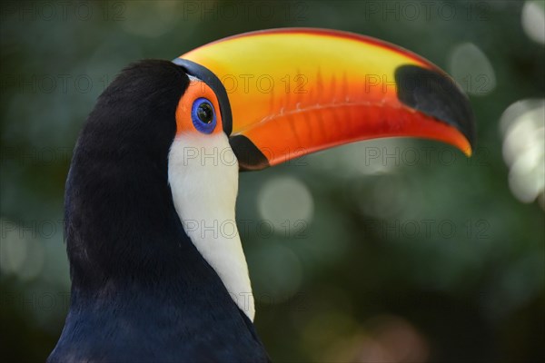 Toco toucan