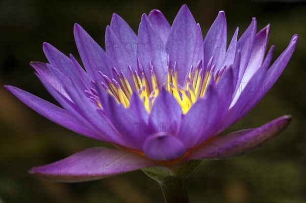 Blue lotus