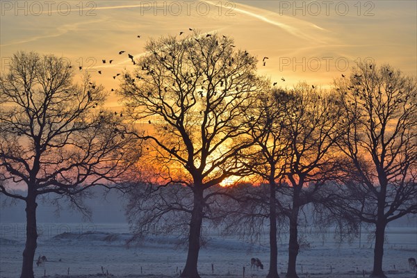 Leafless trees at sunrise with flock of wood pigeons
