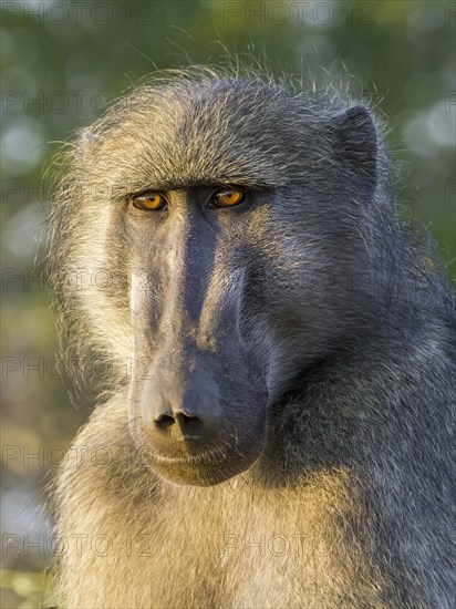 Yellow Baboon