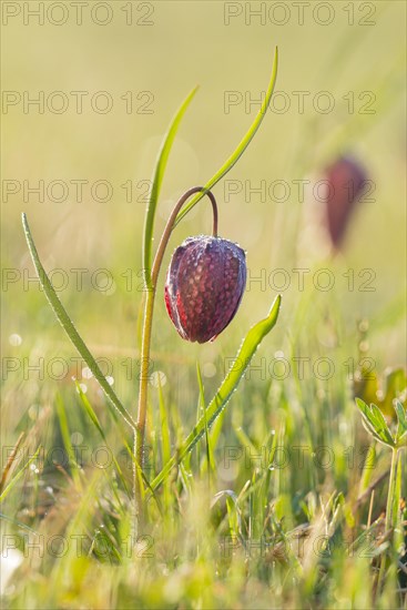 Snake's Head Fritillary