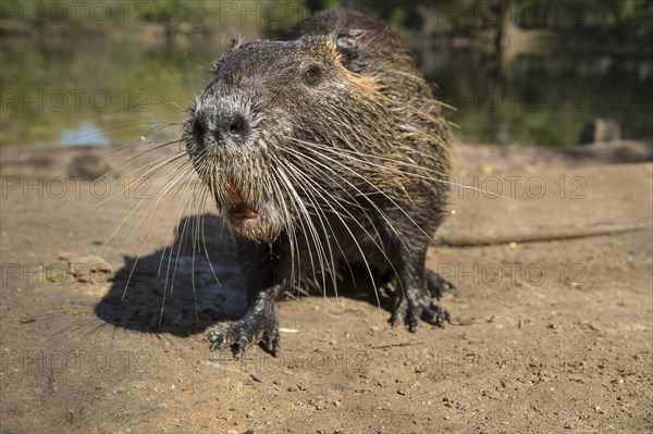 Nutria