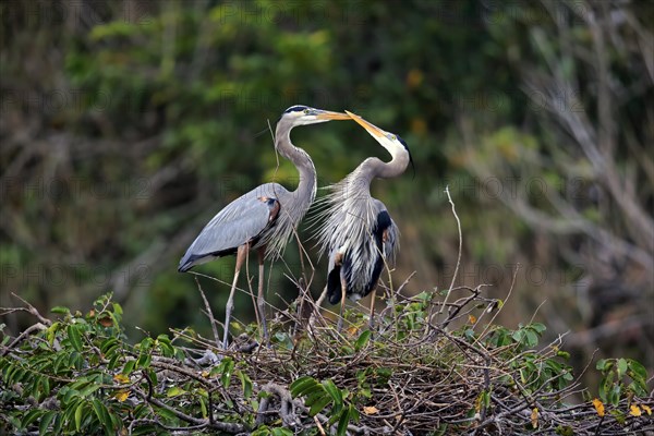 Great blue heron