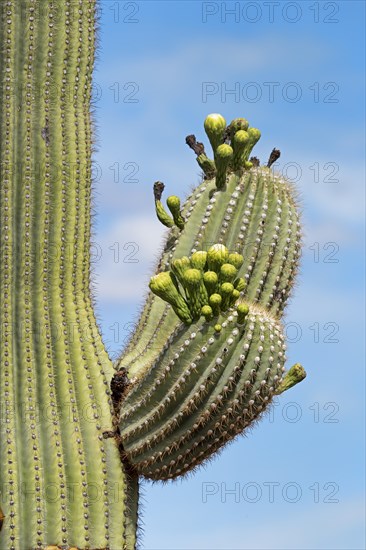 Saguaro Cactus