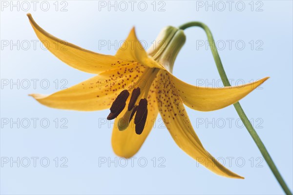 Wild yellow lily