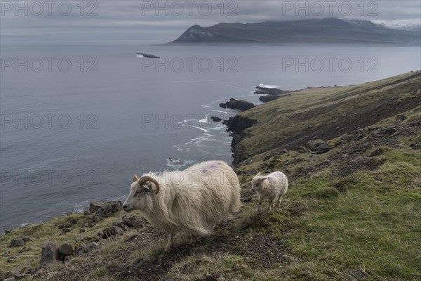 Ewe and lamb