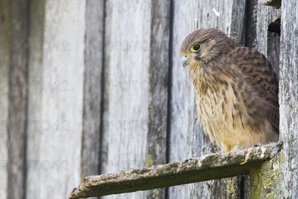 Young common kestrel