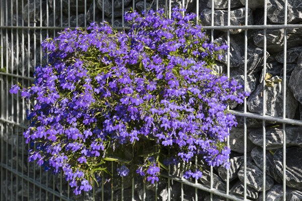 Blue Lobelia