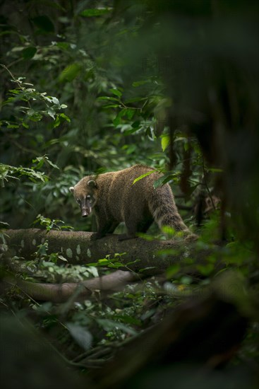 Ring-tailed coati