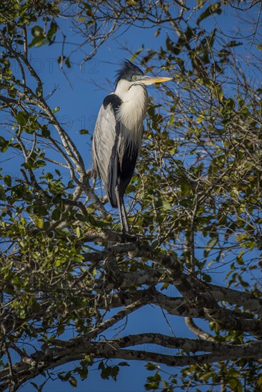 Cocoi Heron