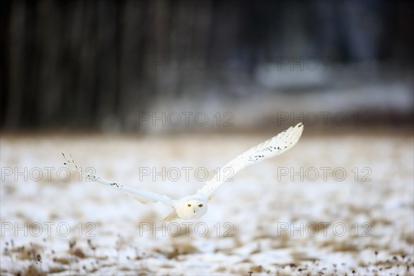 Snowy Owl