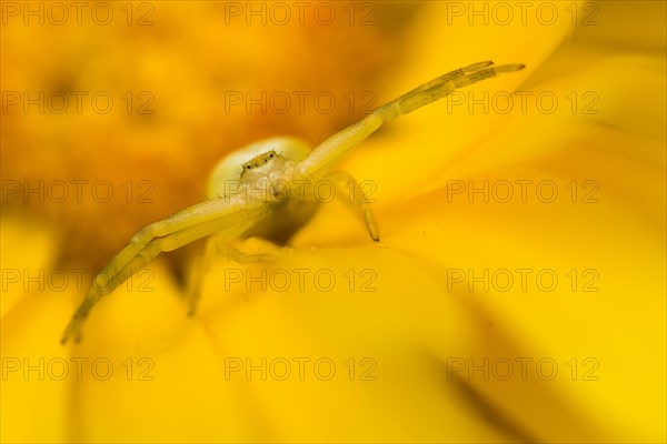 Goldenrod crab spider