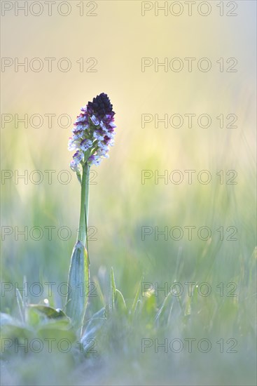 Burnt-tip orchid