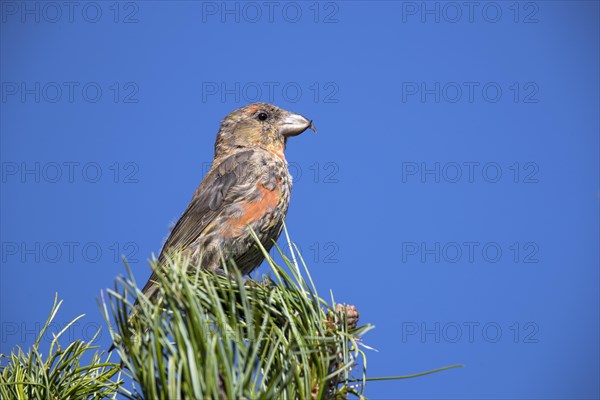 Common crossbill