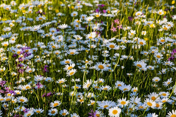 Sea of blossoms