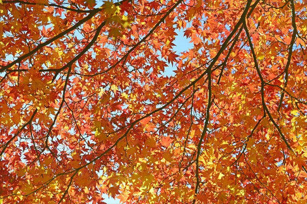 Autumnally discoloured red leaves
