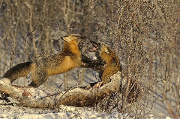 Two cross foxes