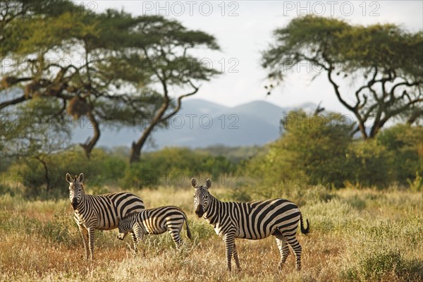 Plains Zebras