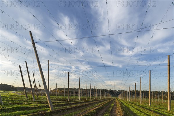 Harvested hop field in the evening light