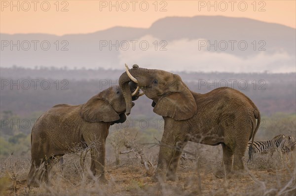 Two African elephants