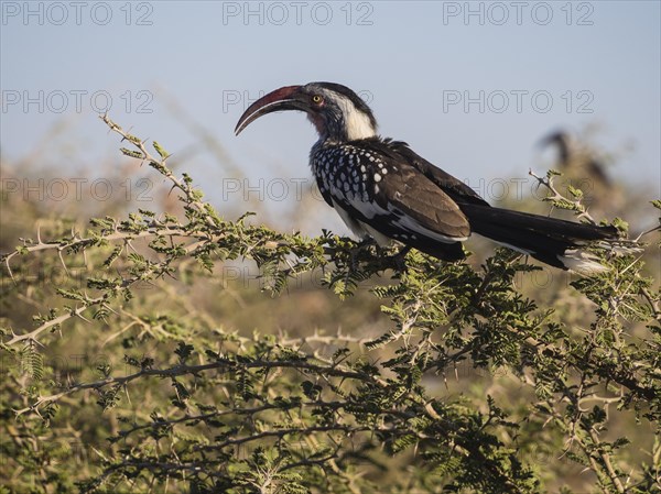 Red-billed hornbill