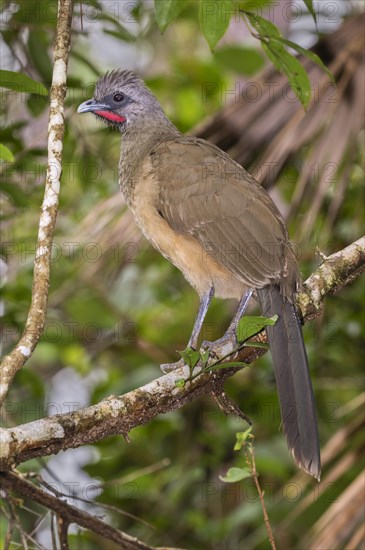 Plain chachalaca