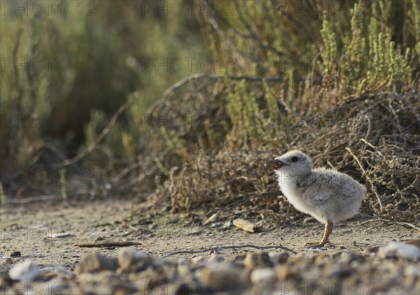 Black Skimmer