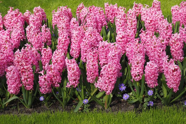 Blooming pink hyacinths