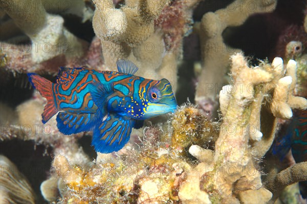 Mandarinfish