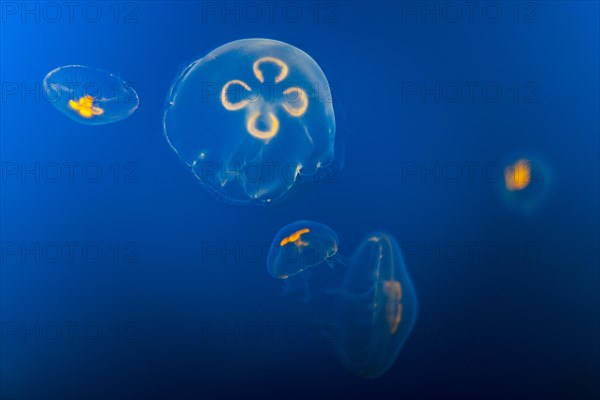 Jellyfish