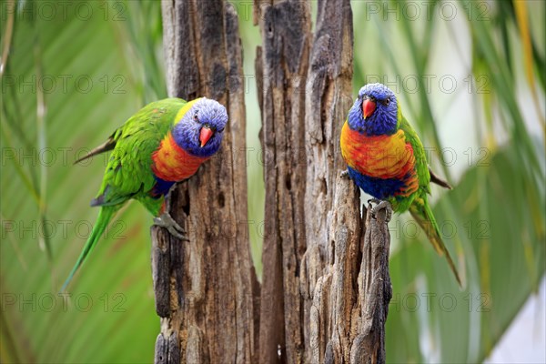 Rainbow Lorikeet