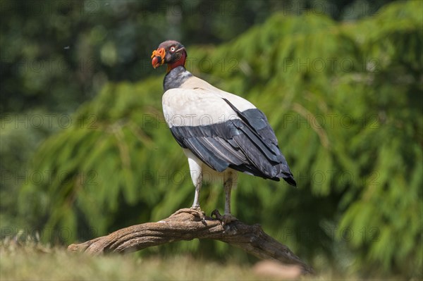 King vulture