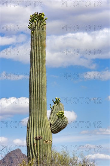 Saguaro Cactus