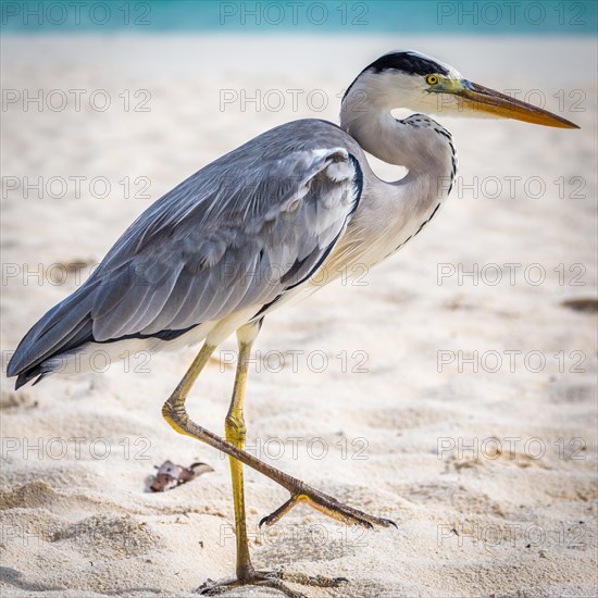 Grey Heron