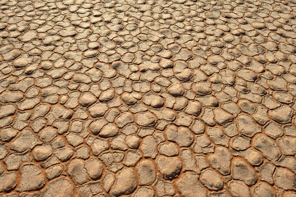 Cracked mud patterns on the playa