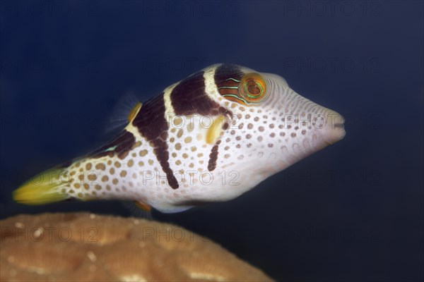 Valentin's sharpnose puffer