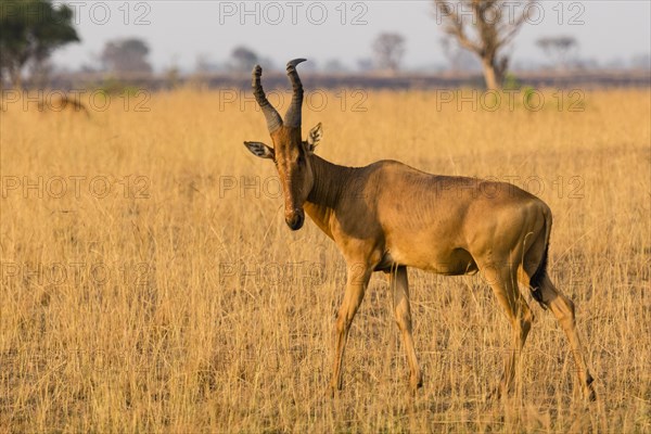 Jackson's hartebeest