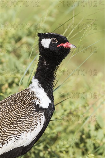 Northern Black Korhaan