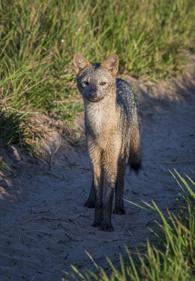 Hoary fox