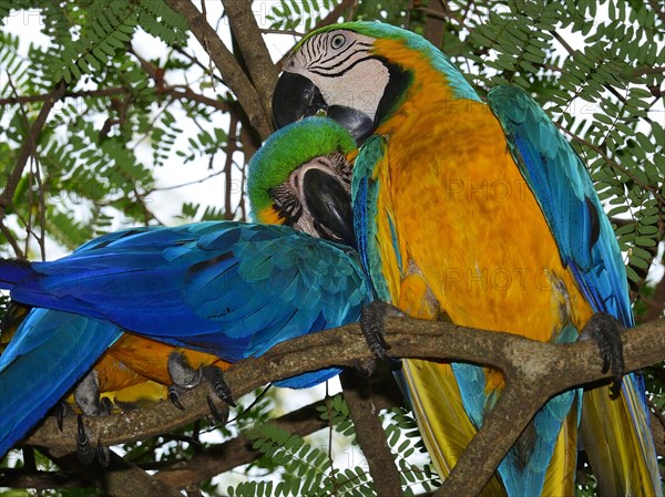 Blue and yellow macaws